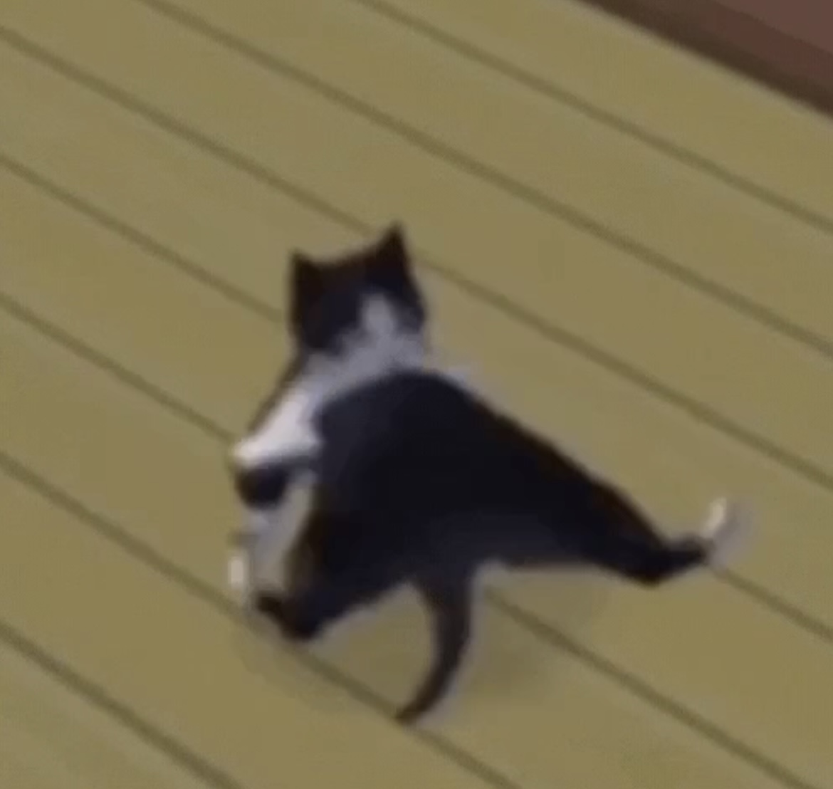 breakdancing sims cat